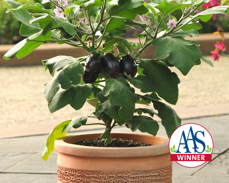 plant eggplant from seed Patio Baby Hybrid Eggplant Seeds
