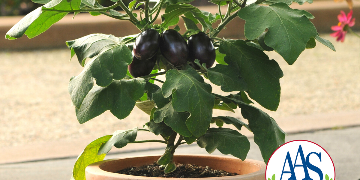 Patio Baby Hybrid Eggplant Seeds — Seeds 'n Such