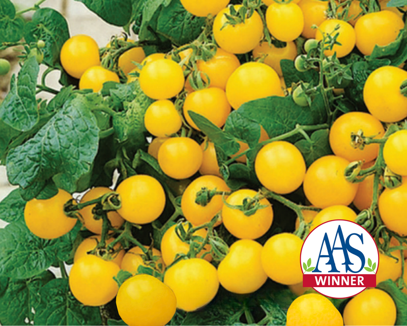Bulk: Patio Choice Yellow Hybrid Tomato Seeds