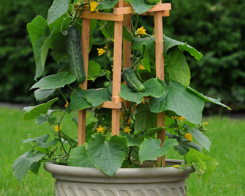 Patio Snacker Hybrid Cucumber Seeds