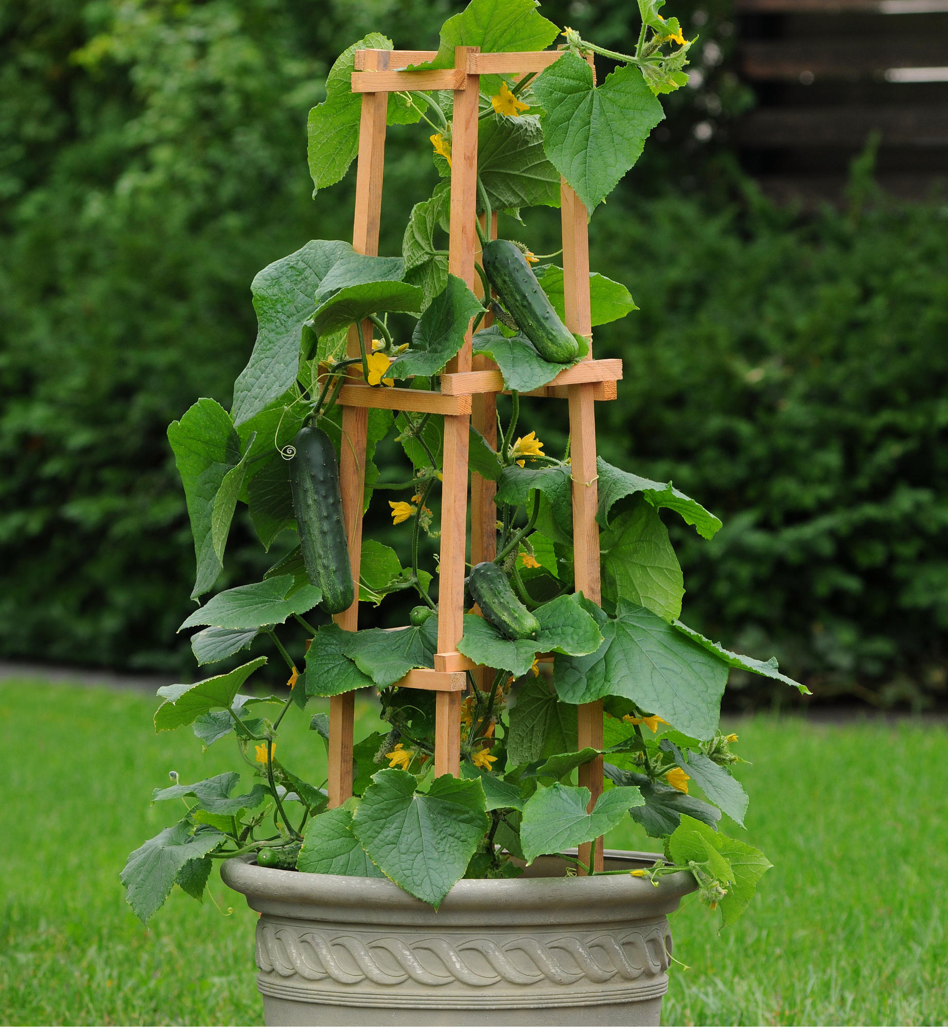 Seeds 'n Such Patio Snacker Cucumber - Thumbnail 3