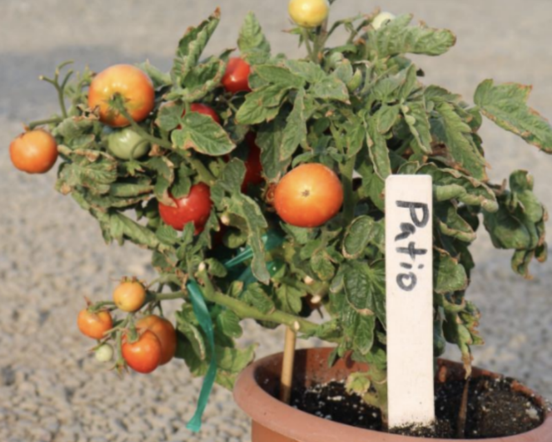 Patio Hybrid Tomato Seeds