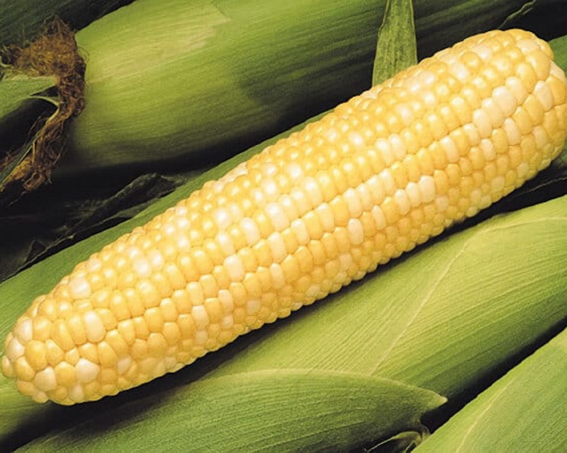 Peaches & Cream Mid EH (bicolor se) Hybrid Sweet Corn Seeds