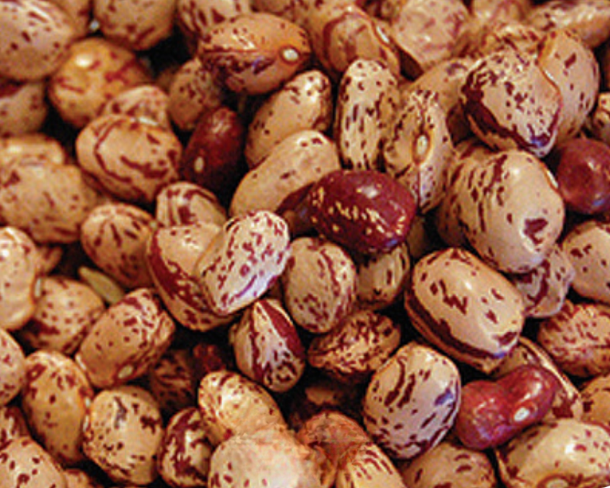 pinto bean seeds for planting Pinto Bean Seeds — Seeds 'n Such