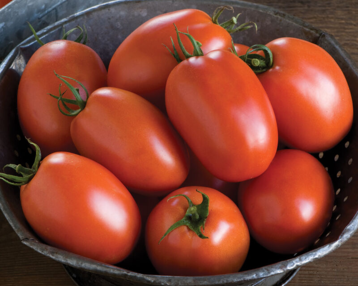 Plum Regal Hybrid Roma Paste VFFTswvEbLb Tomato Seeds