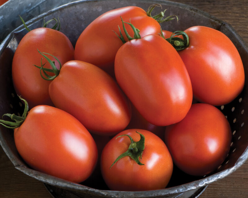 Plum Regal Hybrid Roma Paste VFFTswvEbLb Tomato Seeds