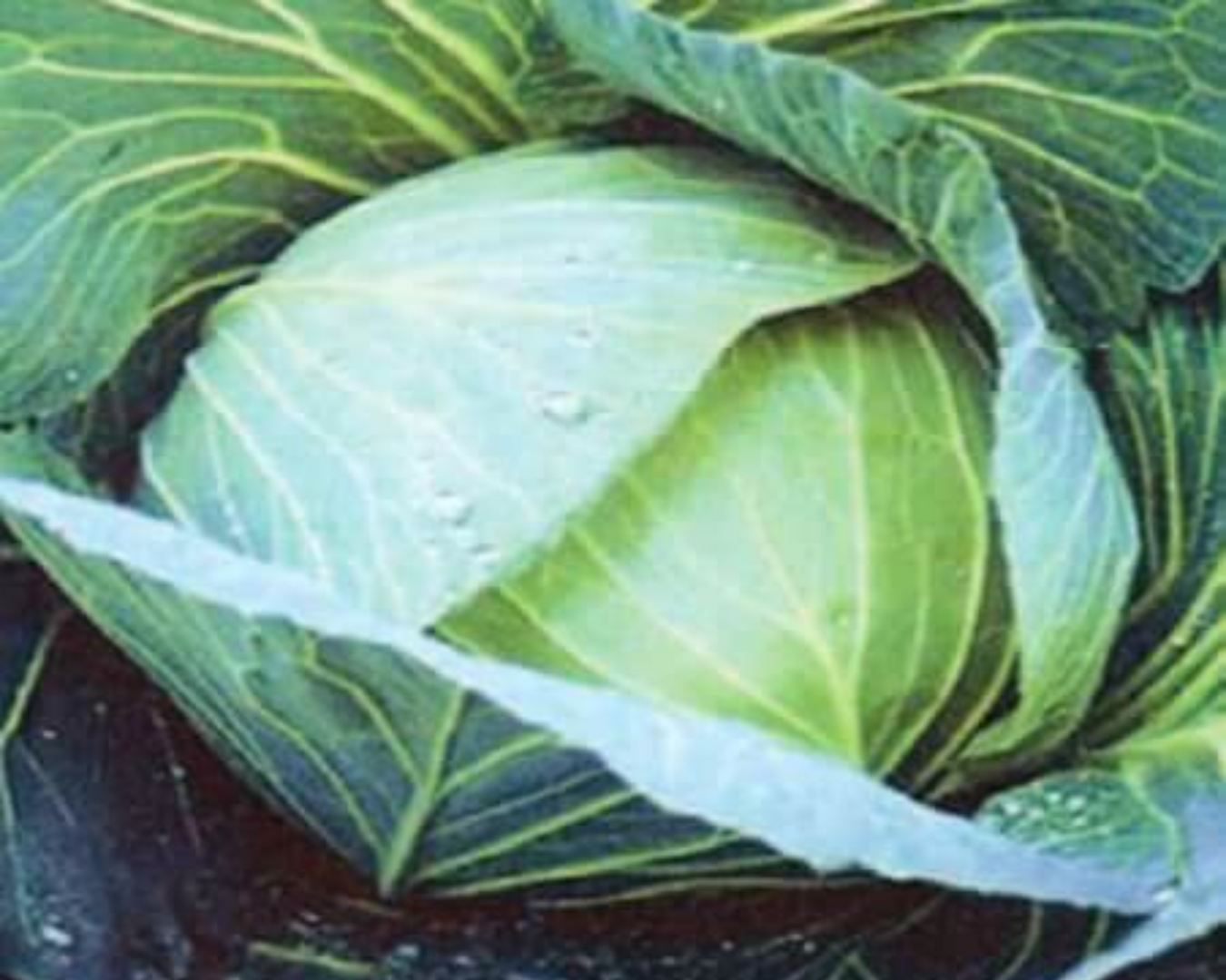 Heirloom Cabbage
