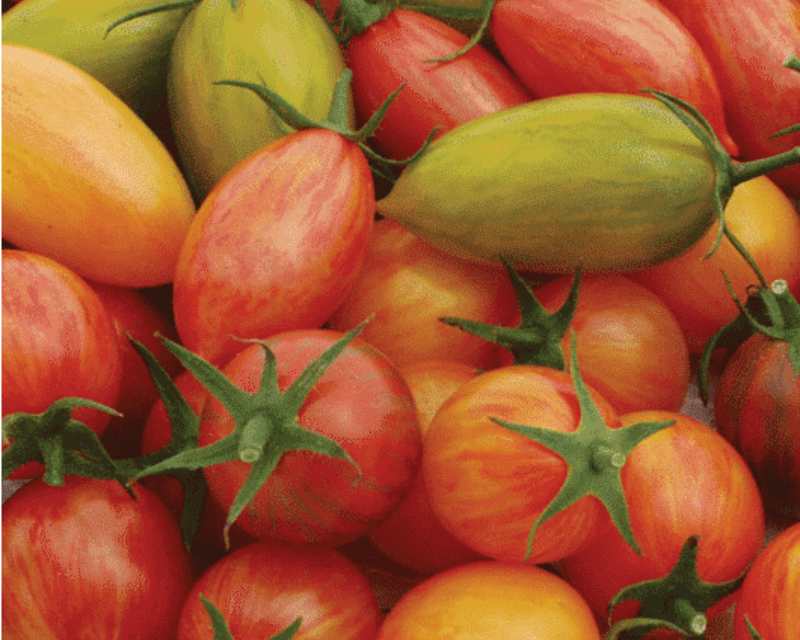 Artisan Mix Prettiest Tomato Seeds