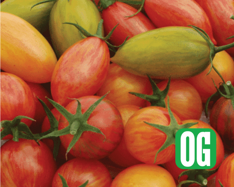 Artisan Mix Prettiest Tomato Seeds