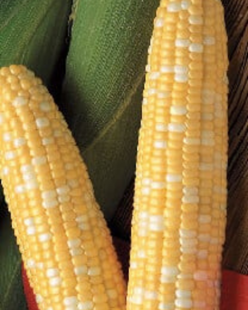 Primus (bicolor syn+) Hybrid Sweet Corn Seeds