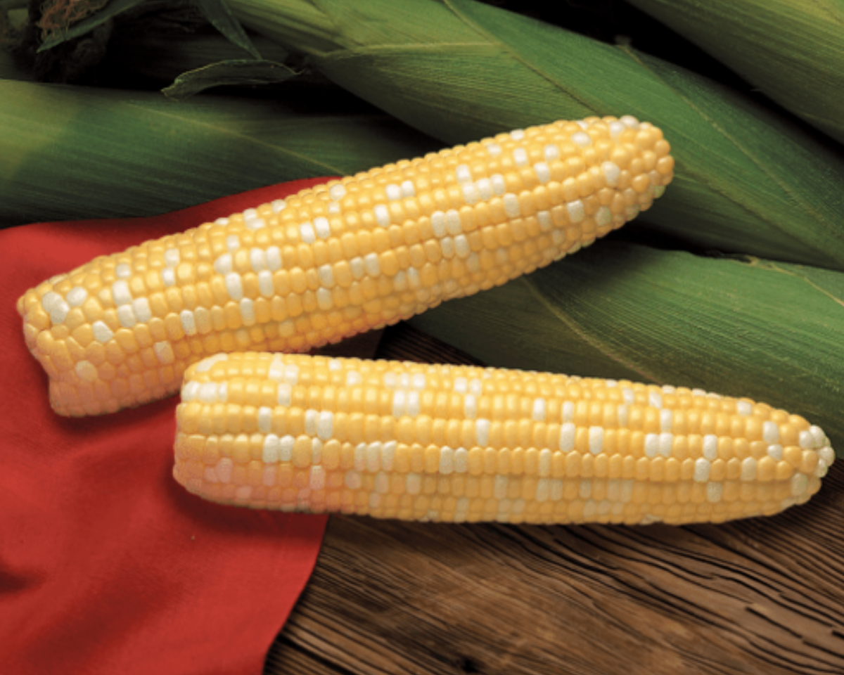 Primus (bicolor syn+) Hybrid Sweet Corn Seeds
