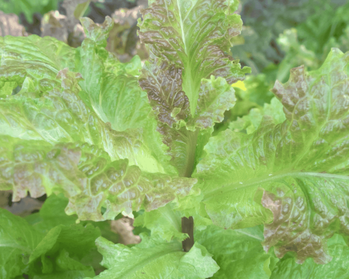 Prizehead Heirloom Looseleaf Lettuce Seeds