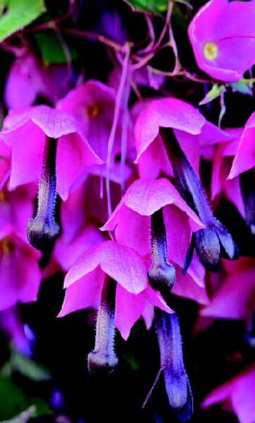 Bulk: Purple Bells Rhodochiton Seeds