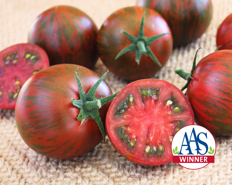 Purple Zebra Hybrid Tomato Seeds