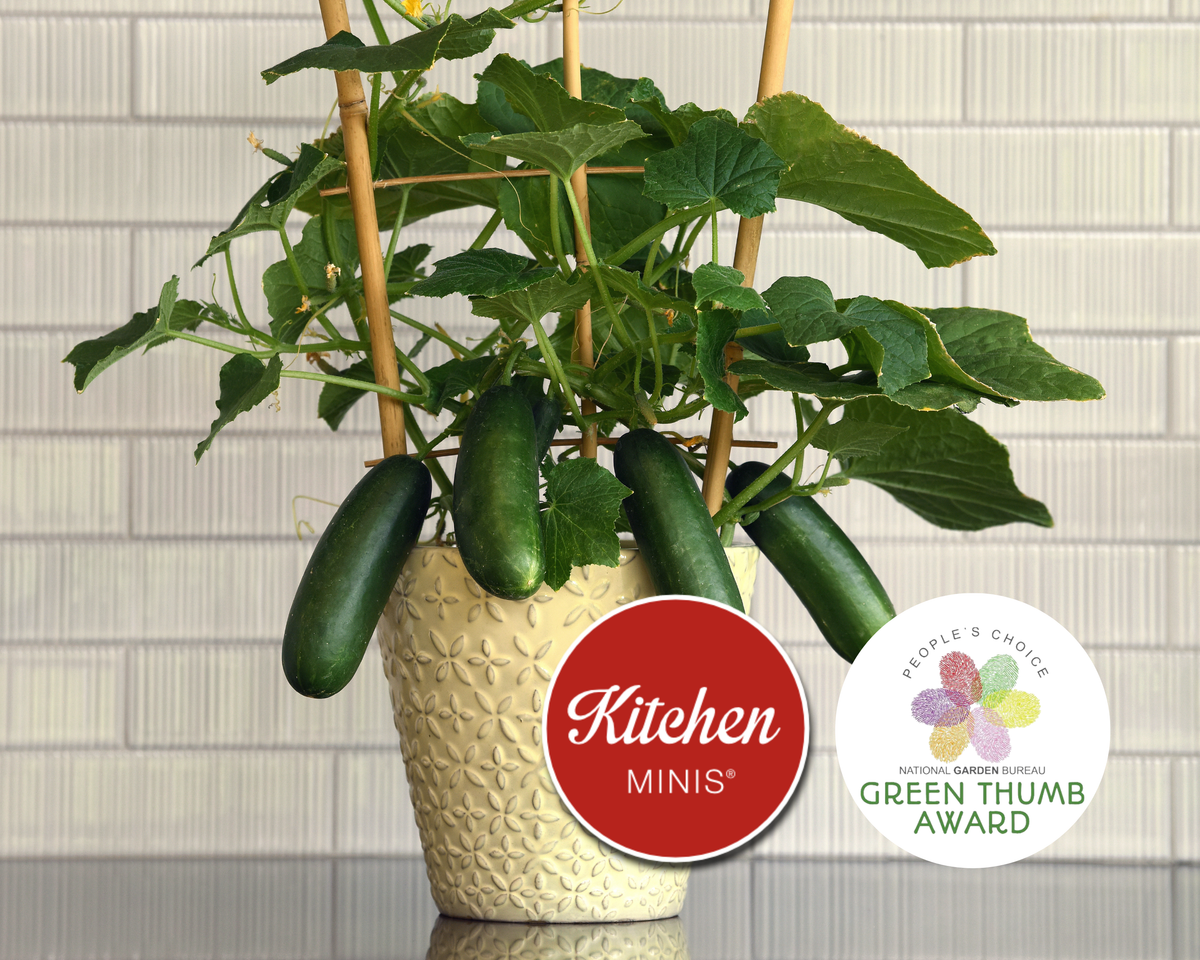 Quick Snack Hybrid Mini Cucumber Seeds | The Kitchen Minis™ Collection