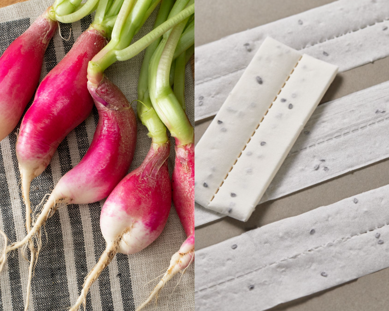 planting french breakfast radish seeds French Breakfast Radish Seed Tape