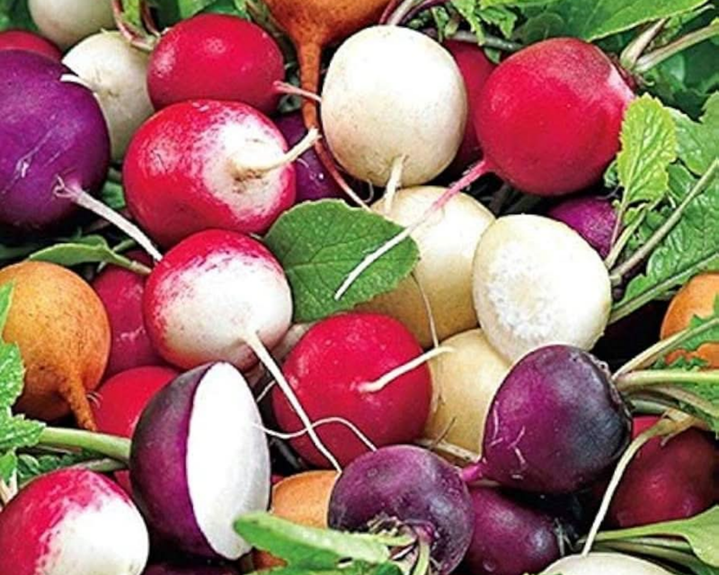 Fiesta Blend Radish Seeds