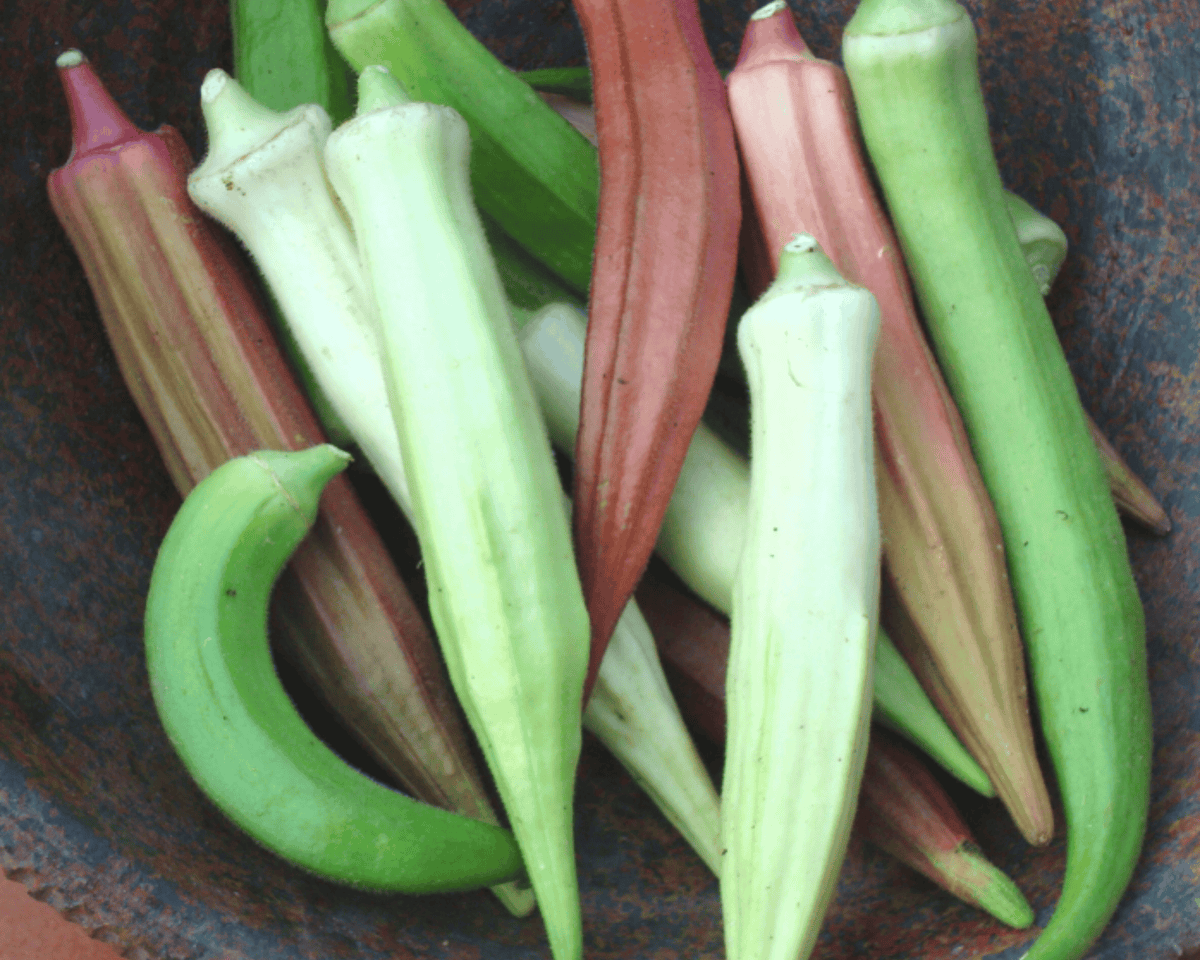 Rainbow Fiesta Blend Okra Seeds
