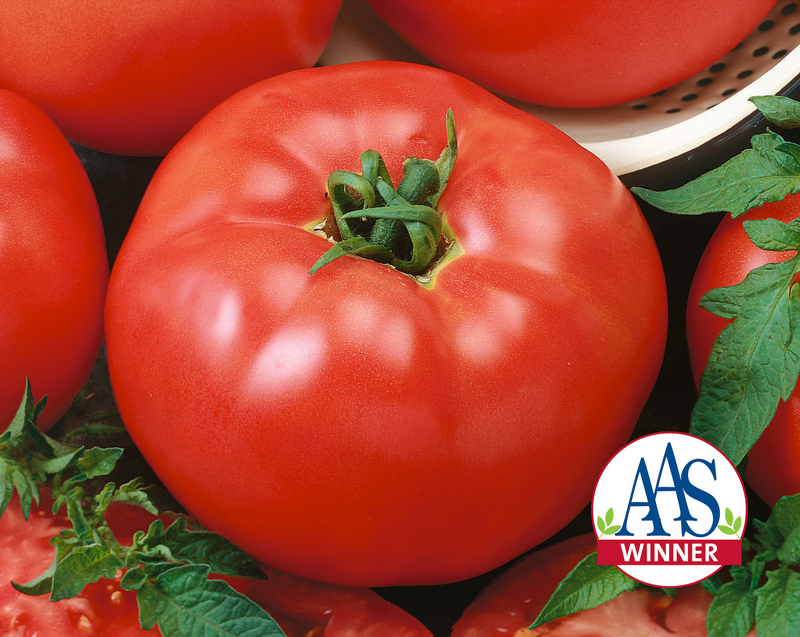 Red Brandymaster Hybrid Beefsteak VF Tomato Seeds