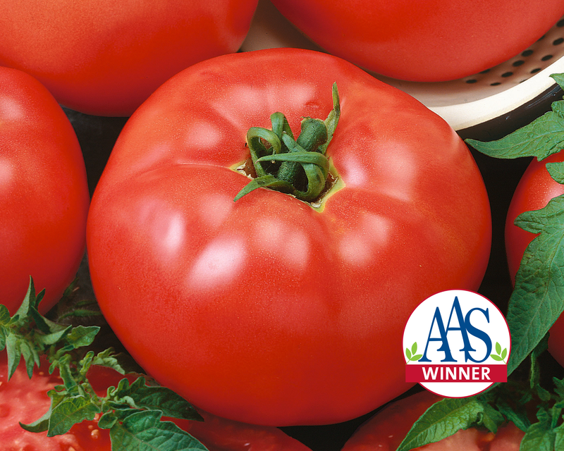 Red Brandymaster Hybrid Beefsteak VF Tomato Seeds