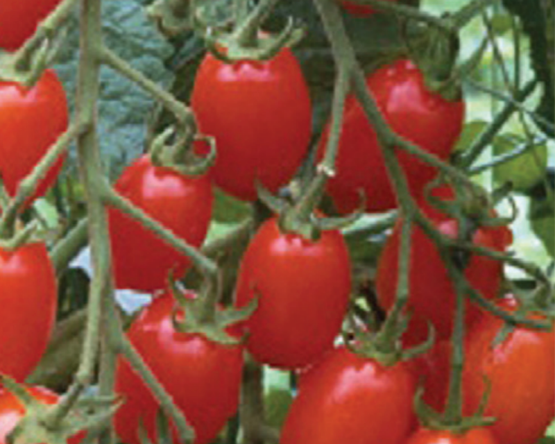 Red Grape Hybrid Tomato Seeds