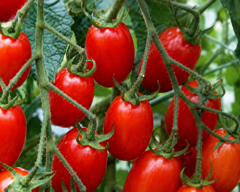Red Grape Hybrid FNT Tomato Seeds