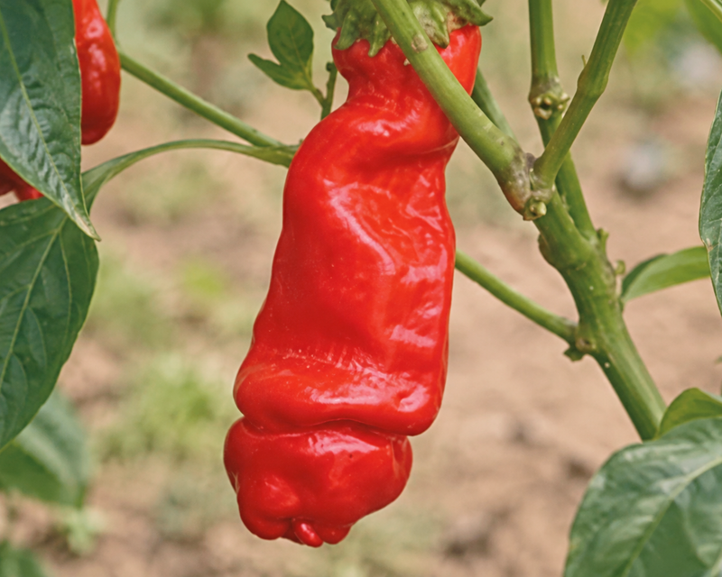 Red Peter Hot Pepper Seeds