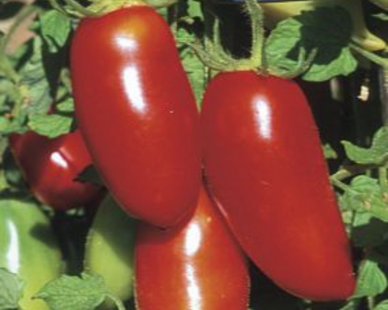 Bulk: Red Sausage Tomato Seeds