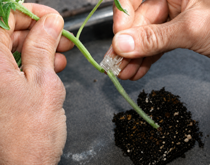 RST-04-105-T Hybrid Tomato Rootstock