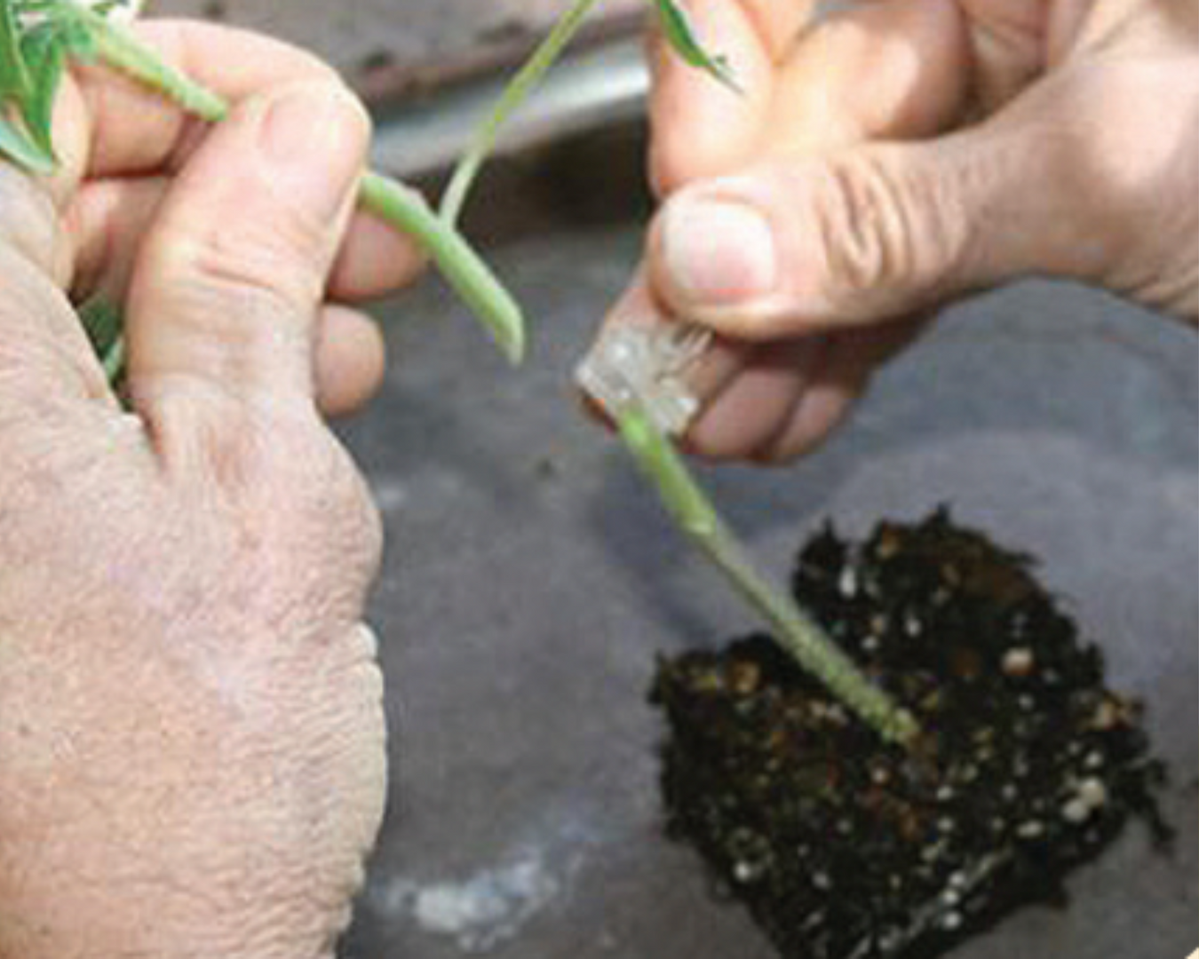Rootstock