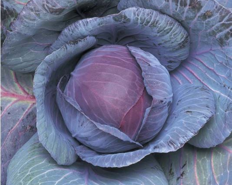 Ruby Perfection Hybrid Cabbage Seeds