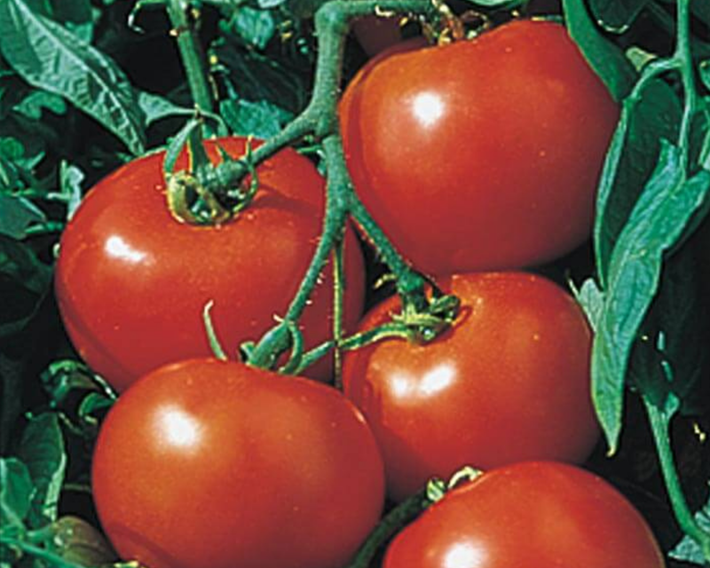 Bulk: Rutgers Select Tomato Seeds