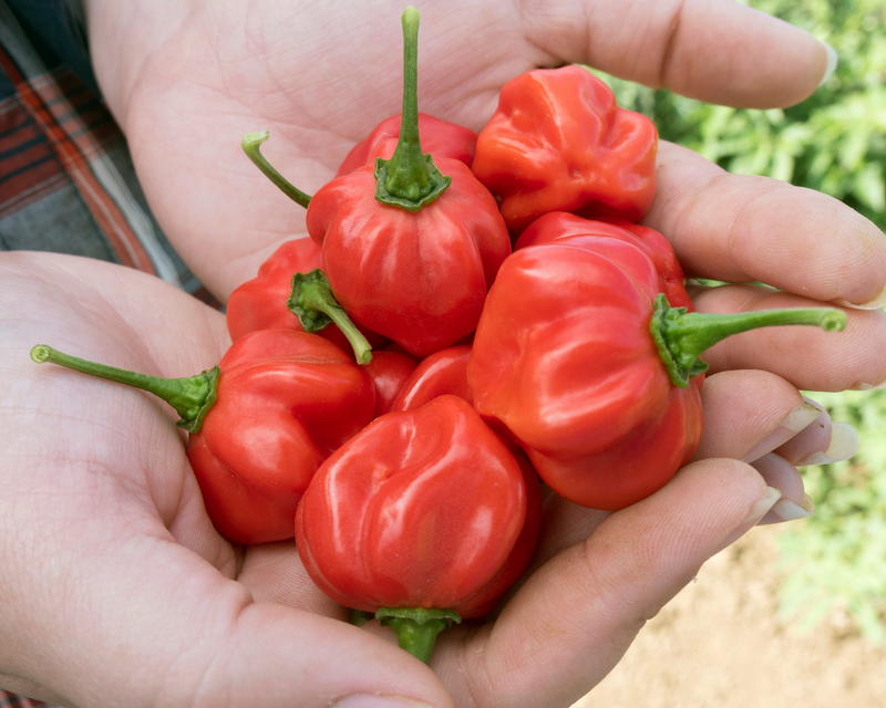 Scotch Bonnet Red Pepper Seeds