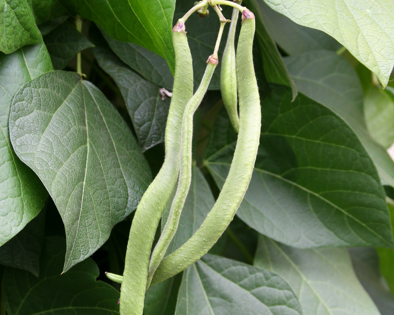 Scarlet Runner Bean Seeds