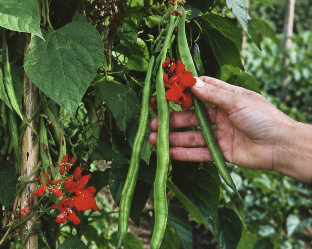 Scarlet Runner Bean Seeds