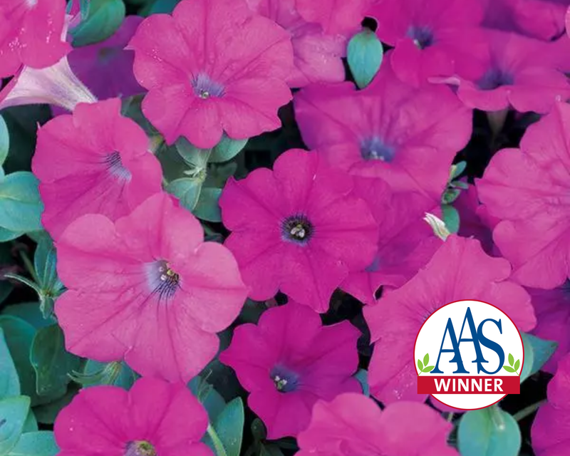 Lavender Wave Petunia Seeds