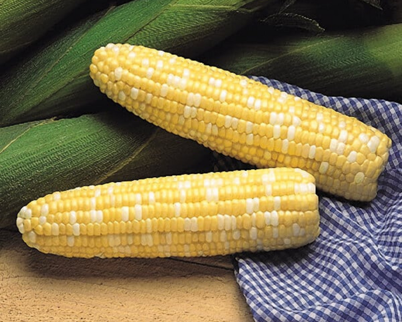 Serendipity (bicolor syn) Hybrid Sweet Corn Seeds