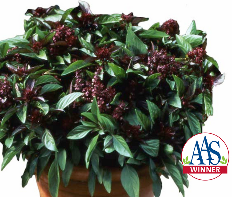 Bulk: Thai 'Siam Queen' Basil Seeds