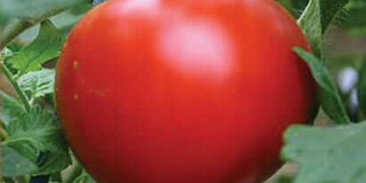 Siletz Tomato Seeds