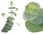 Silver Dollar Eucalyptus Cinerea Seeds