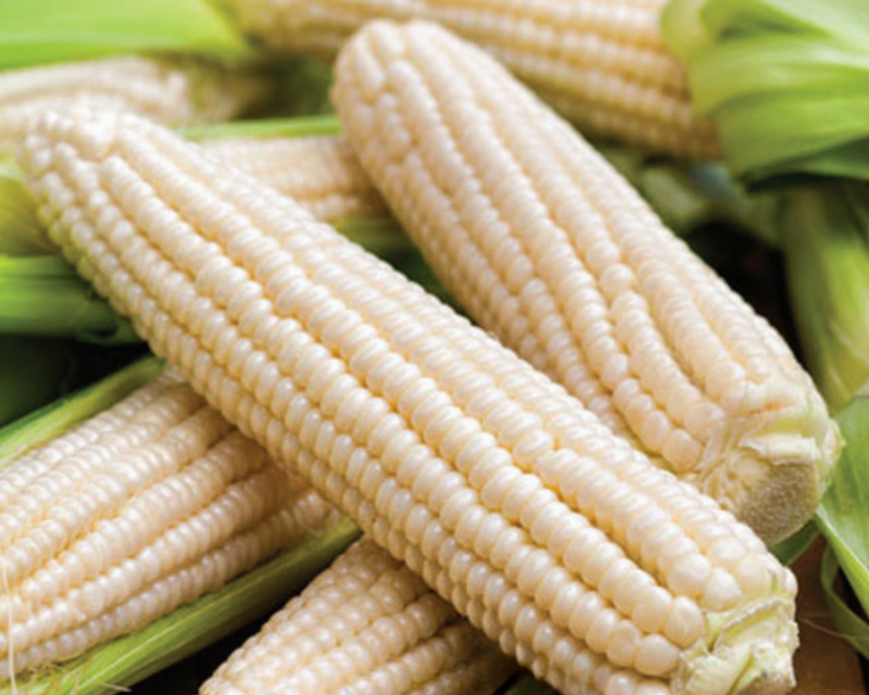 Silver Queen (white) Hybrid Sweet Corn Seeds