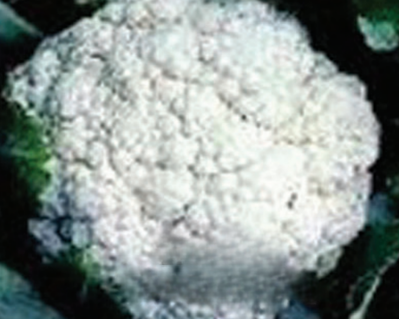 Heirloom Cauliflower