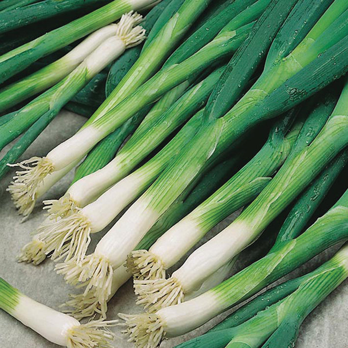 Bulk: Evergreen White Bunching Scallion Seeds