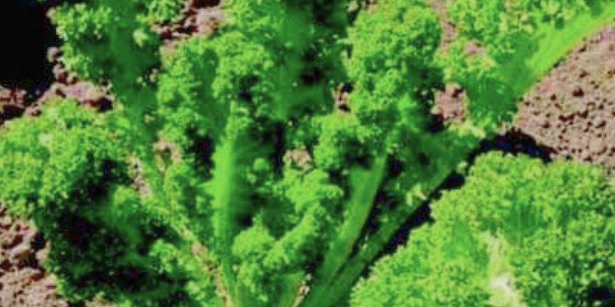 thumbnail image 2 of Axel's Garden Seeds - Southern Giant Curled Mustard Greens Seeds (Heirloom, Non-GMO) 2 of 3