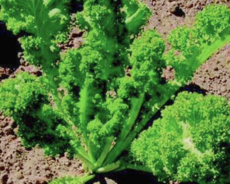 Bulk: Southern Giant Curled Mustard Greens Seeds