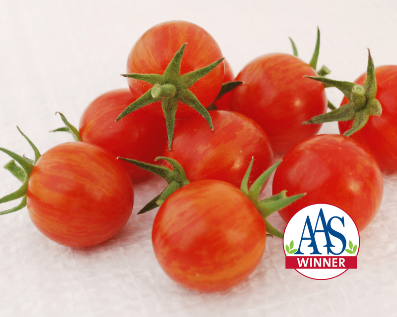 Sparky XSL Hybrid Tomato Seeds