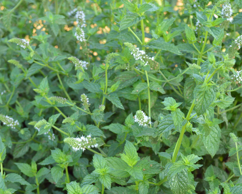 Spearmint Seeds
