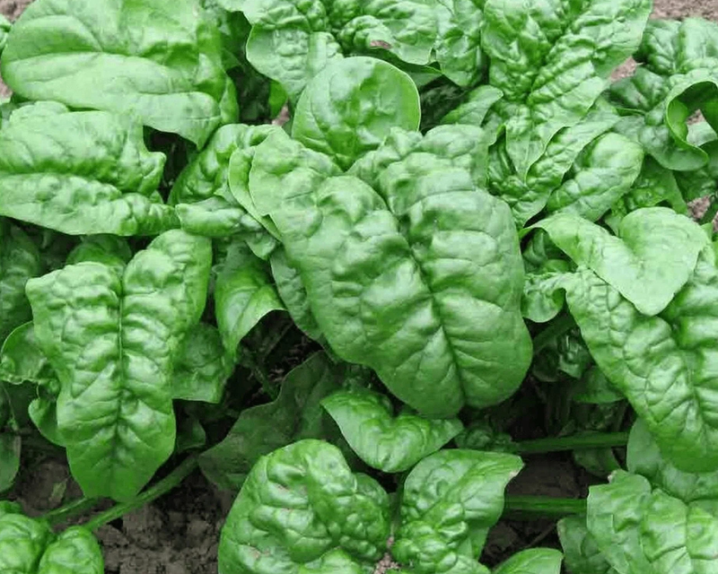 Nobel Giant Spinach Seeds