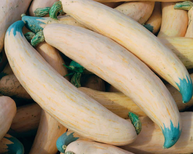 North Georgia Candy Roaster Winter Squash / Pumpkin Seeds