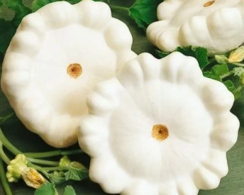 Early White Bush Scallop Summer Squash Seeds